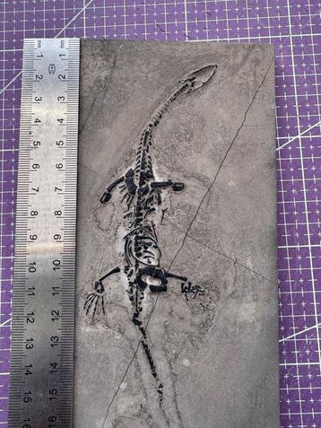 Reptile fossile: Keichousaurus -témoignage rare du Trias -