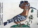 Conrad Gessner [1516-1565]; hand coloured folio -