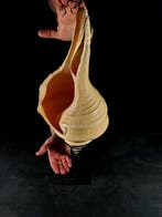 Australische trompetschelp Taxidermie volledige montage -, Nieuw