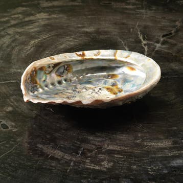 Abalone Schelp Parelmoer Taxidermie Opgezette Dieren By Max, Verzamelen, Ophalen of Verzenden, Nieuw, Wild dier, Opgezet dier