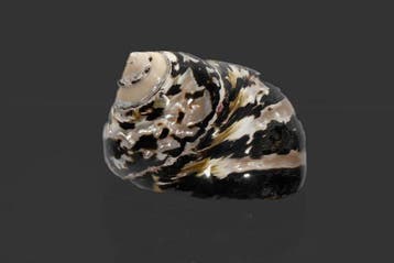Cittarium pica (Turbo) - Magpie Stand Shell - Exceptionnel