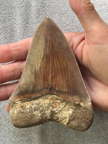 Megalodon-tand 12,0 cm - Fossiele tand - Carcharocles, Collections