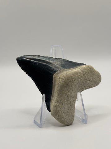 Megalodon - Fossiele tand - Otodus Megalodon - 6.58 cm