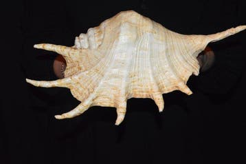 Zeeslak Zeeschelp - S-314 LAMBIS TRUNCATA (Zonder, Nieuw