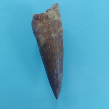 Dinosaurus - Fossiele tand - Spinosaurus aegyptiacus - 55 mm