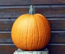 Hal. Barrel F1 PMT Goede halloweenpompoen 50 zaden, Nieuw