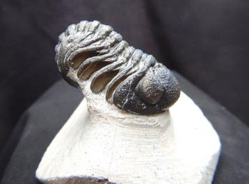 Fossiles - Animal fossilisé - Phacops - 6.5 cm, Collections