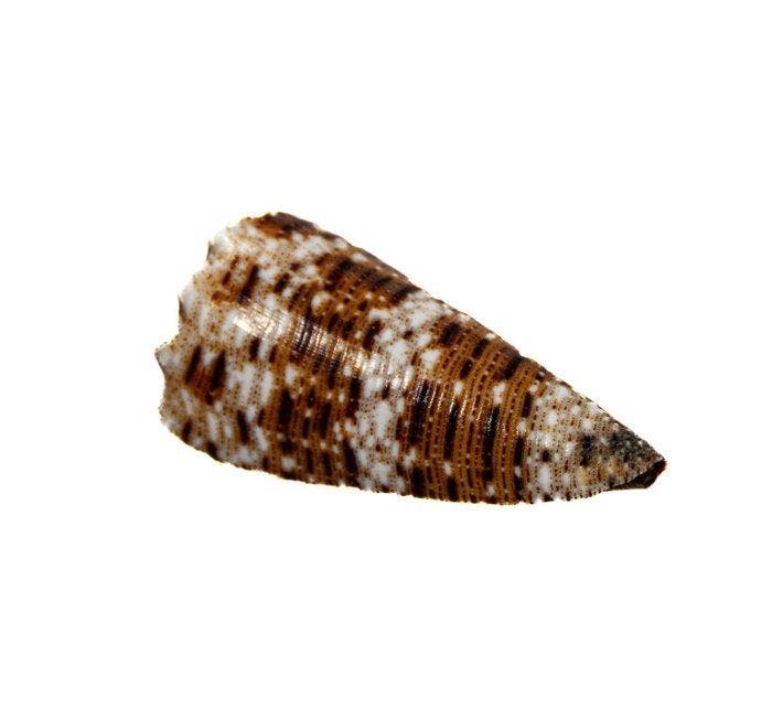 Conus pulicarius (40 mm) – aantrekkelijke verzamelschelp uit, Verzamelen, Dierenverzamelingen
