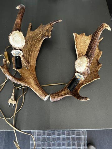 Daim Taxidermie volledige montage - Inconnu - 45 cm - 25 cm