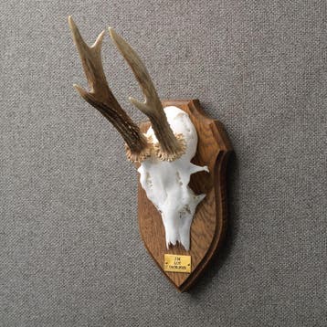 Reebok Gewei Taxidermie Opgezette Dieren By Max, Ophalen of Verzenden, Nieuw, Wild dier, Opgezet dier