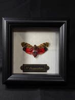 Penthicodes bimaculata Support mural pour taxidermie -