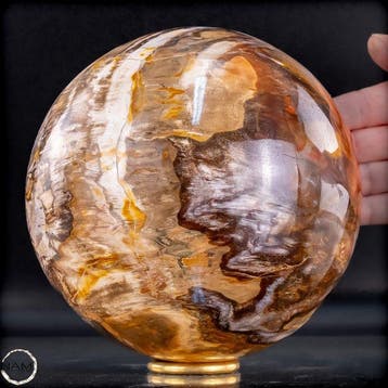 Natuurlijk versteend hout als bol – Intense houtnering in