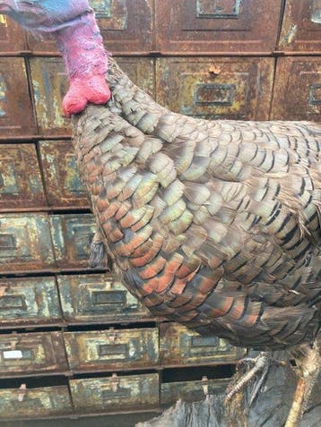 Kalkoen Taxidermie volledige montage - Meleagris gallopavo -, Nieuw