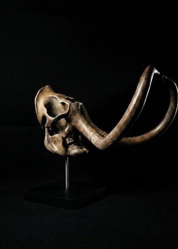 mammouth Monture pour réplique taxidermique - Ice Age Giants, Verzamelen