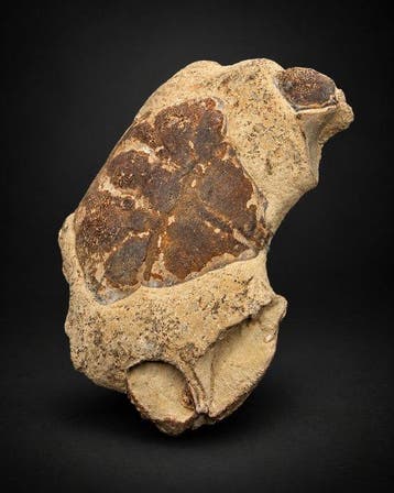 Striking Fossil Crab - Animal fossilisé - Detailed Decapod