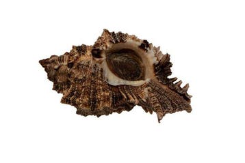 Phyllonotus pomum (100 mm) - WERELDRECORDGROOTTE Categorie -, Nieuw