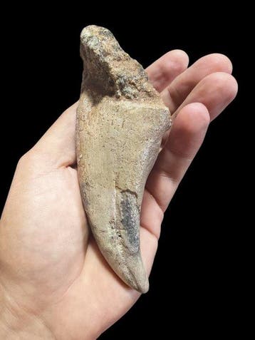 Énorme griffe de dinosaure - Griffe fossilisée - Suchomimus