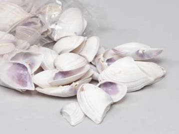 Violet Chippy Schelpen 1 kilo, Nieuw