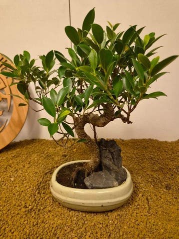 Vijgenboom bonsai (Ficus) - Hoogte (boom): 32 cm - Diepte