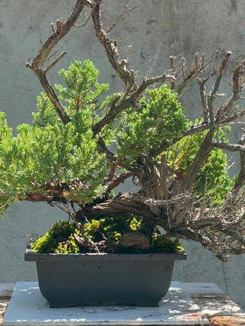 Jeneverbes bonsai (Juniperus) - Hoogte (boom): 35 cm -
