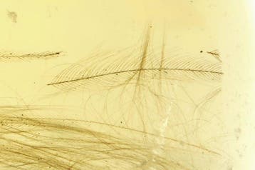 Ambre birmane - dinosaure à plumes ou avien - 5 mm - Ambre, Collections
