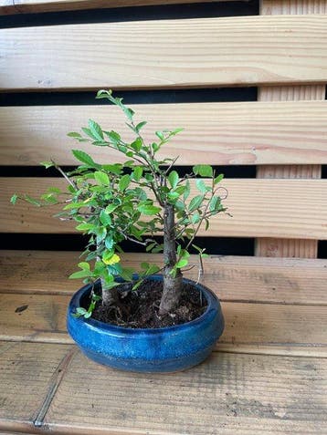 Bonsaï Orme de Chine (Ulmus parviflora) - Hauteur (arbre) :