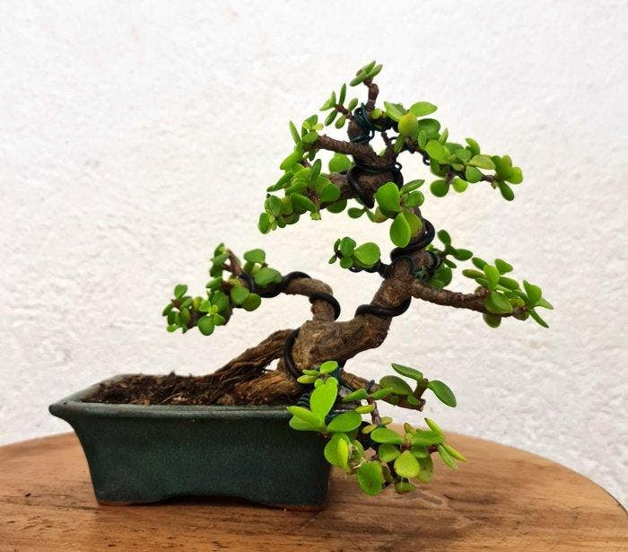 Jade bonsai (Crassula/Portulacaria) - Hoogte (boom): 15 cm -, Antiquités & Art, Curiosités & Brocante
