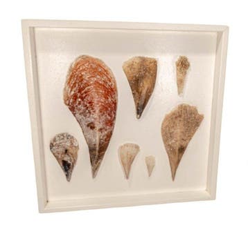 Stekschelpen  wandbeeld  Taxidermie wandmontage -, Nieuw