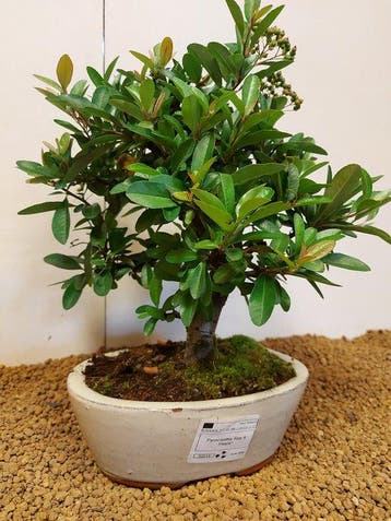 Bonsai Buisson Ardent (Pyracantha) - Hauteur (arbre) : 27 cm