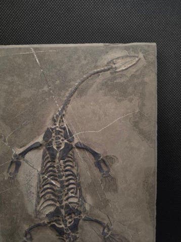 Zeldzame Keichousaurus hui - Fossiel skelet - 30 cm - 13 cm