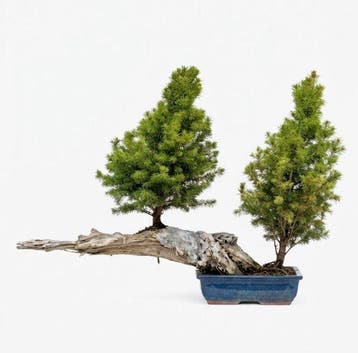Den bonsai (Pinus) - Hoogte (boom): 53 cm - Diepte (boom):