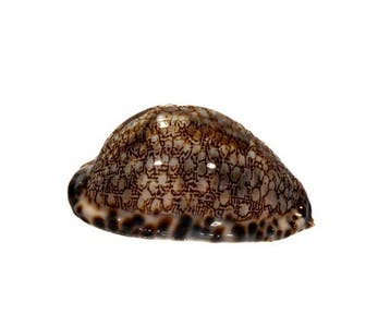 GIGANT: Mauritia arabica massauensis  Zeer Zeldzaam, Nieuw