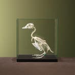 Brilduiker Skelet Taxidermie Opgezette Dieren By Max, Ophalen of Verzenden, Nieuw, Vogel, Opgezet dier