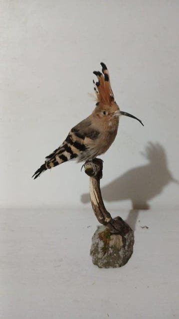 Upupa Taxidermie volledige montage - Upupa epops - with, Verzamelen, Nieuw