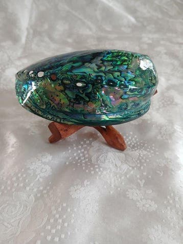 abalone paua Zeeschelp - Haliotis Iris (Zonder minimumprijs)