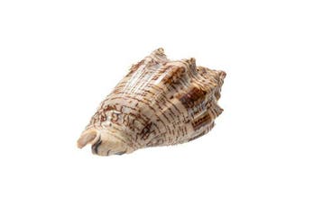 Hebreeuwse voluut - zeeslak  RARITEIT Taxidermie