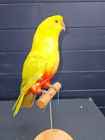 Hele mooie prachtige nieuw opgezette overgoten geel kleurige, Verzamelen, Nieuw