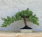 Jeneverbes bonsai (Juniperus) - Hoogte (boom): 29 cm -