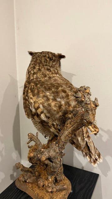 Oehoe Taxidermie volledige montage - Bubo africanus - 50 cm, Nieuw