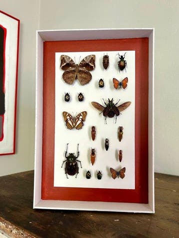 Vlinder Taxidermie volledige montage - Lepidoptera - 39 cm -