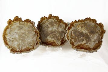 Tranches de bois pétrifié - Bois fossilisé - Dipterocarpus -, Collections