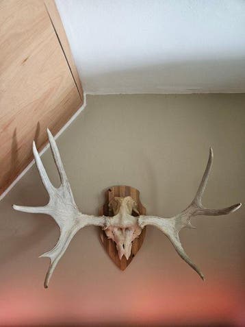 Eland Taxidermie volledige montage - Alces - 50 cm - 86 cm -, Antiek en Kunst