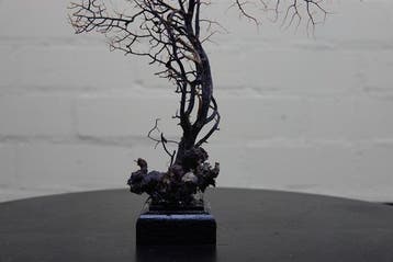 Fine Gorgonian Sea Fan / zeewaaier op houten sokkel, Antiek en Kunst