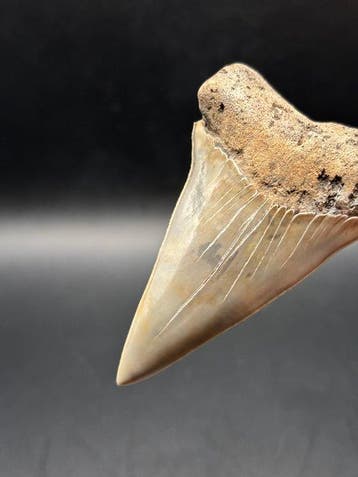 Haai - Fossiele tand - Carcharodon Hastalis - 7.15 cm