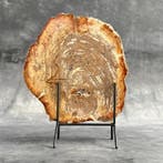 Gros morceau de bois pétrifié sur un support personnalisé. -