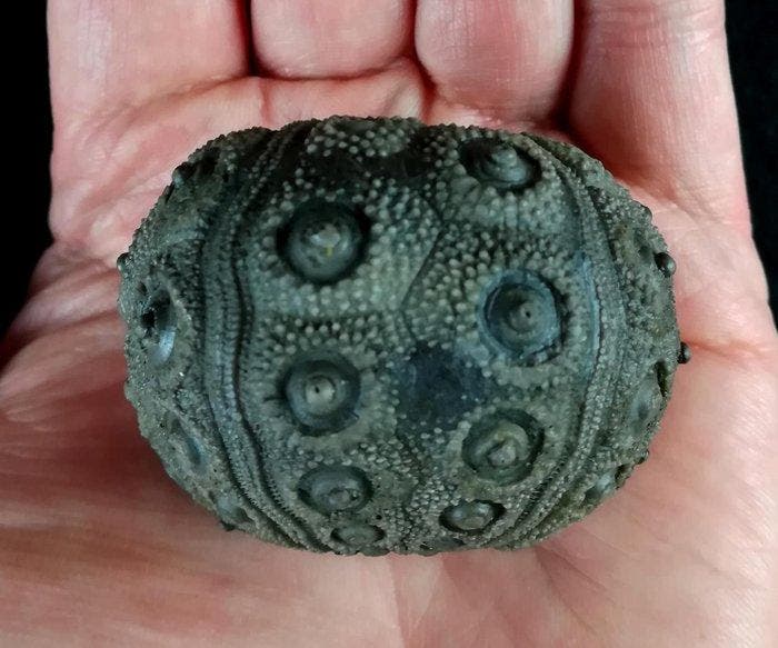 Indrukwekkende zee-egel!!! - Uitzonderlijke grootte voor, Verzamelen, Mineralen en Fossielen