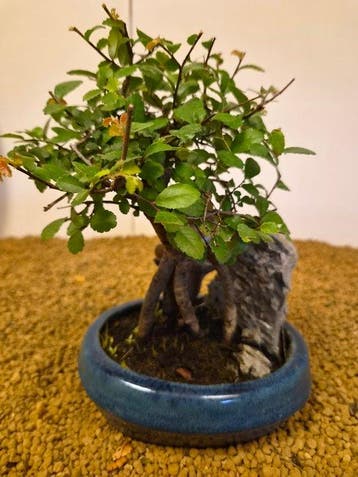 zelkova - Hoogte (boom): 20 cm - Diepte (boom): 14 cm -