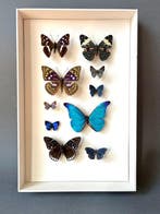 Vlinder Taxidermie volledige montage - Lepidoptera - 39 cm -, Nieuw