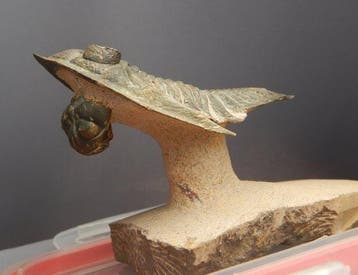 Trilobiet - Fossiel skelet - Odontochile (Zlichovaspis