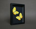 Papillon Support de corps entier pour taxidermie - Phoebis